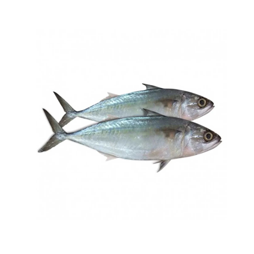 Indian Mackerel – Ayila (അയില)