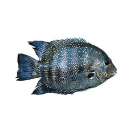 Pearl Spot – കരിമീൻ Karimeen