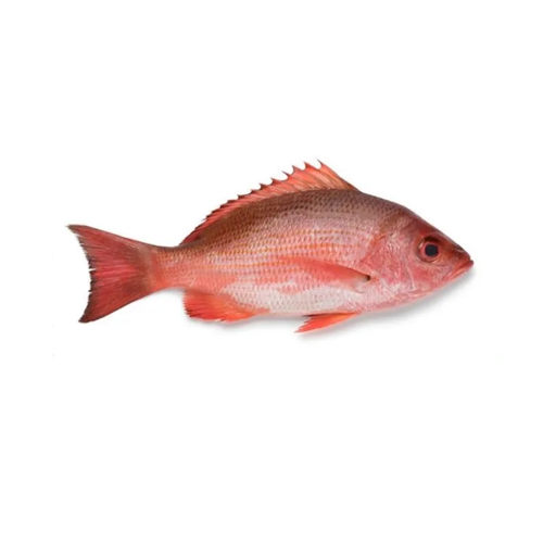 Red Snapper – ചെമ്പല്ലി (Chempalli)