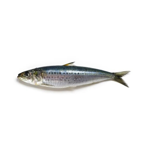 Sardines (Chaala / Mathi – ചാള / മത്തി)