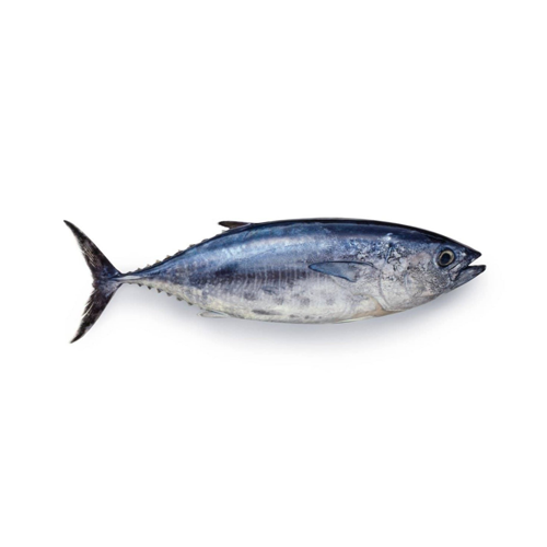 Tuna – ചൂര (Choora)
