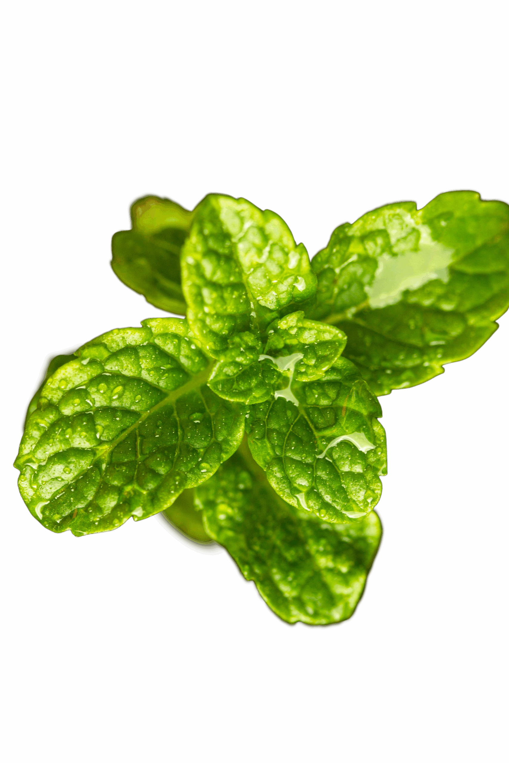 Mint Leaf Mint Leaf